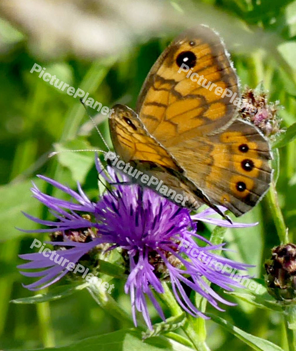 Brown Butterfly